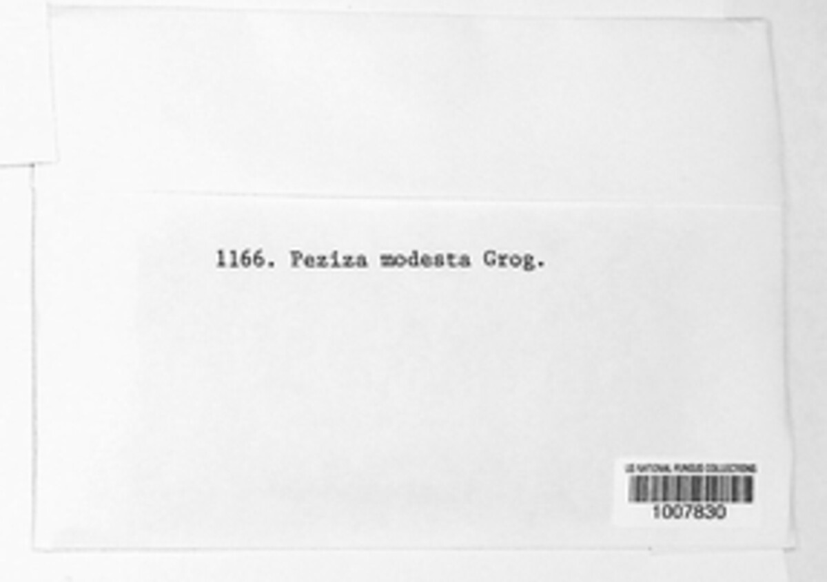Lamprospora modesta image